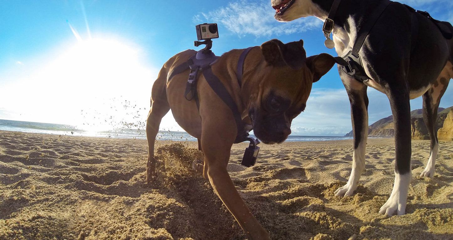 Verstellbarer Hundegeschirr-Rückenhalterungsgurt für GoPro HERO9 8 7 6 5 + 2 J-Haken