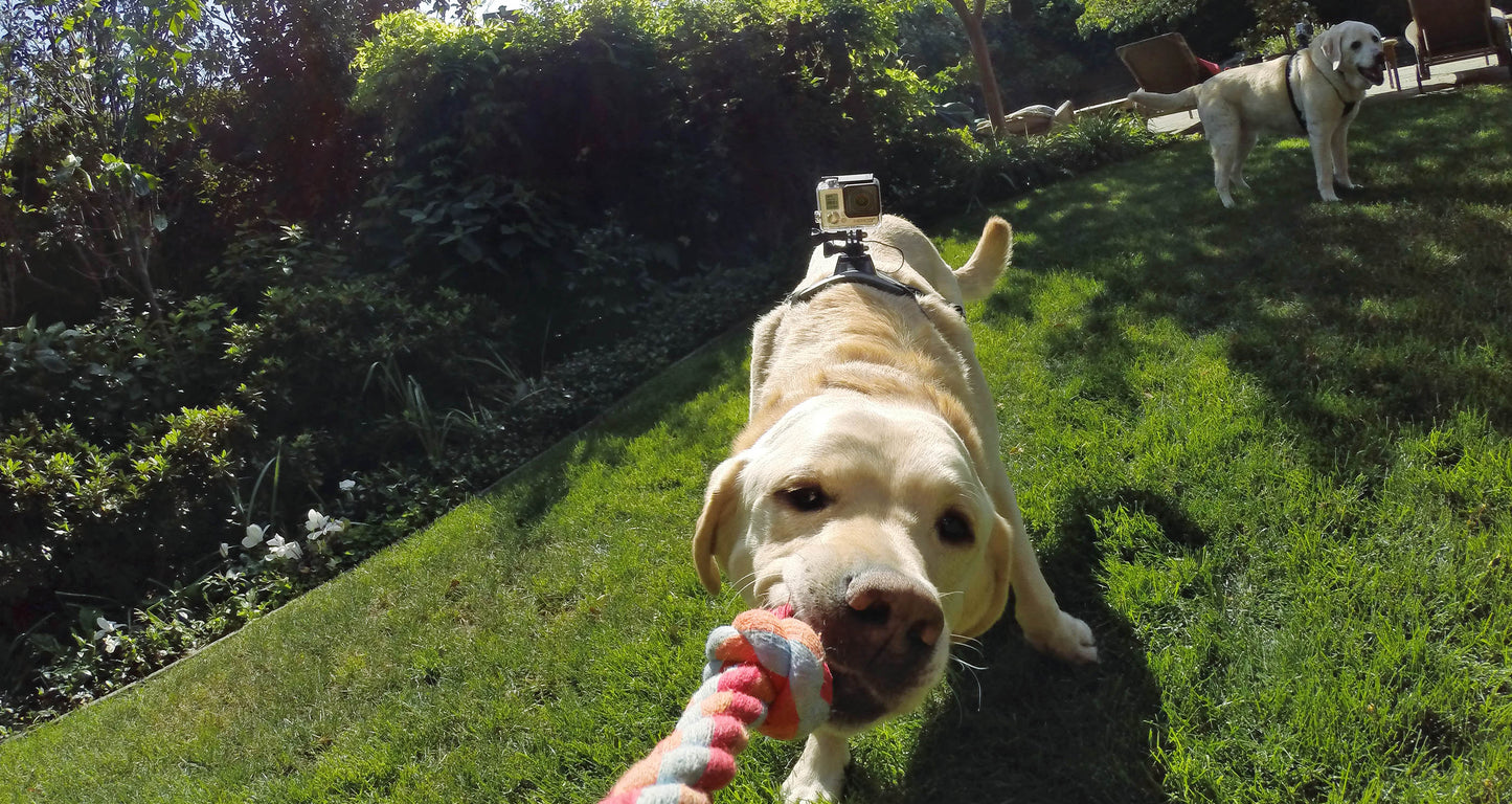 Verstellbarer Hundegeschirr-Rückenhalterungsgurt für GoPro HERO9 8 7 6 5 + 2 J-Haken